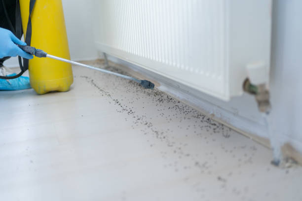 Best Local Pest Control Services  in Bridgeville, DE